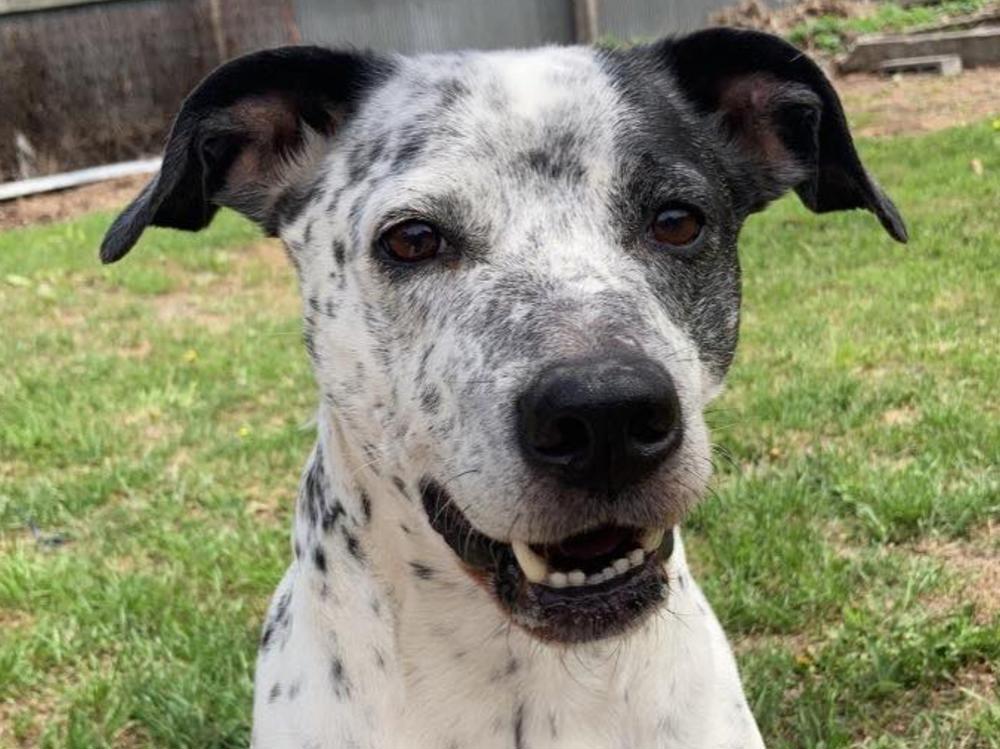 Please Help Save Our Dog! - Givealittle