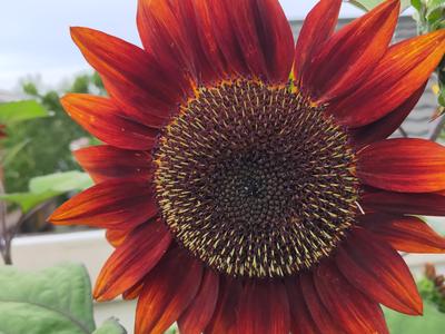 Catch me if you DARE!