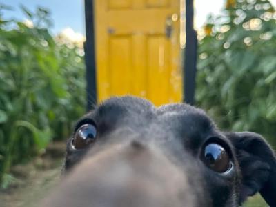 Sponsor me walking dogs to raise money to help more dogs!