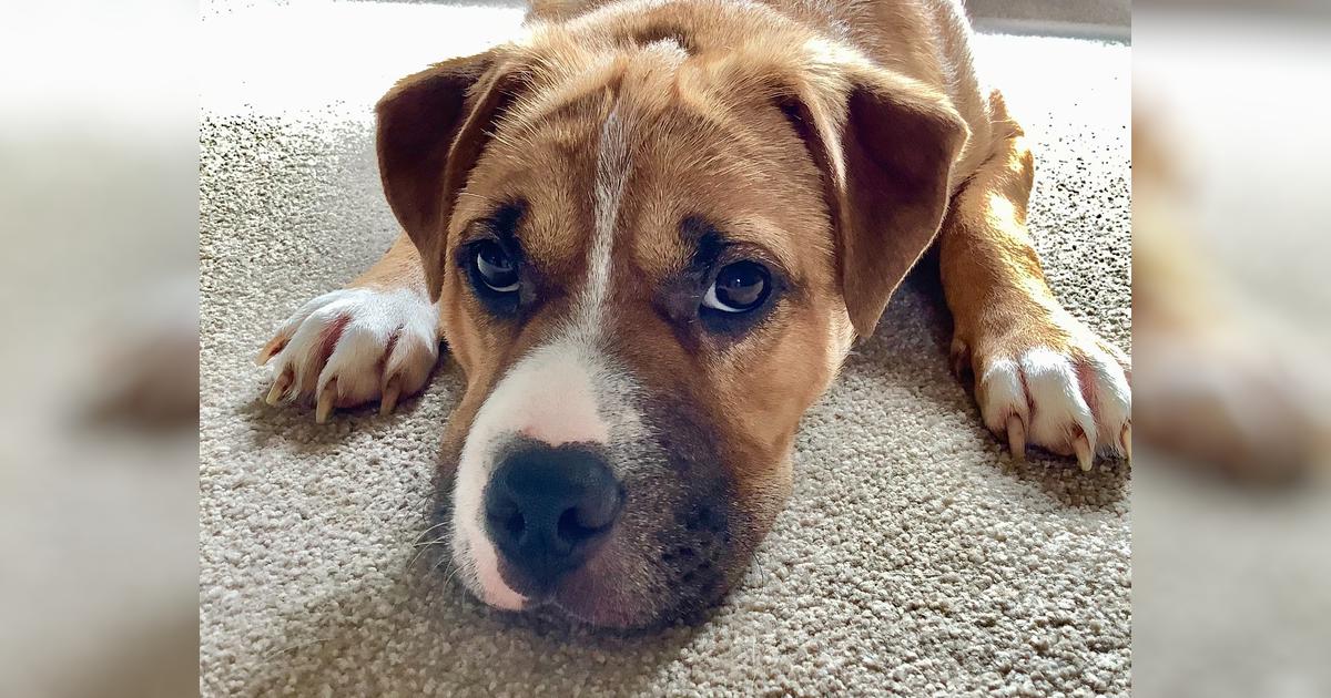 Are Rescue Dogs Expensive