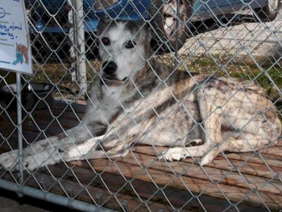 Help pay for Mack's leg amputation surgery