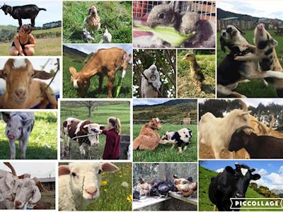 Support the Black Sheep Animal Sanctuary for Natalie's birthday