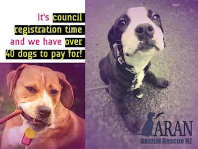 It's council registration time and we have approximately 40 dogs to pay for!
