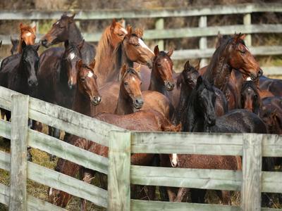 Save the Life of a Wild Kaimanawa Horse