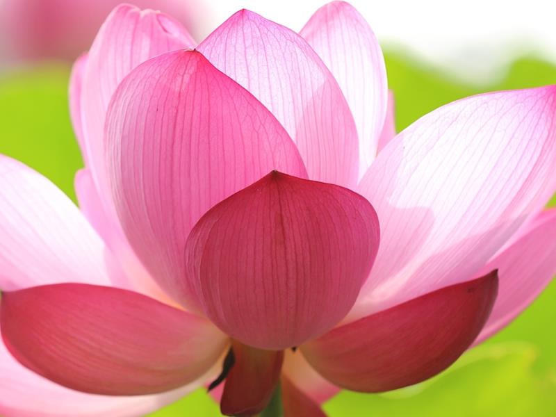 Givealittle Organisation The Flower Garden NZ