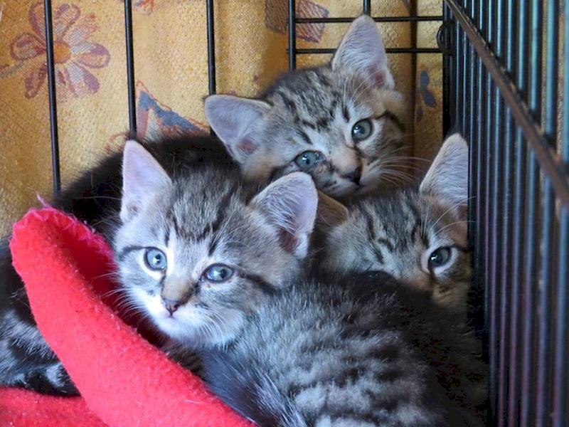 Kitten Inn helping unwanted kittens & pregnant cats Givealittle